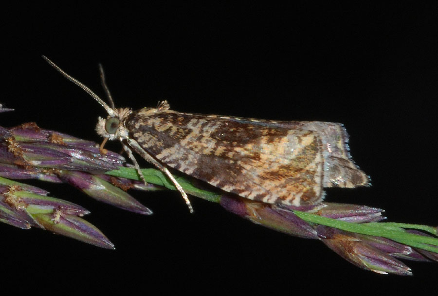 Tortricidae: Epinotia mercuriana e Orthotaenia undulana